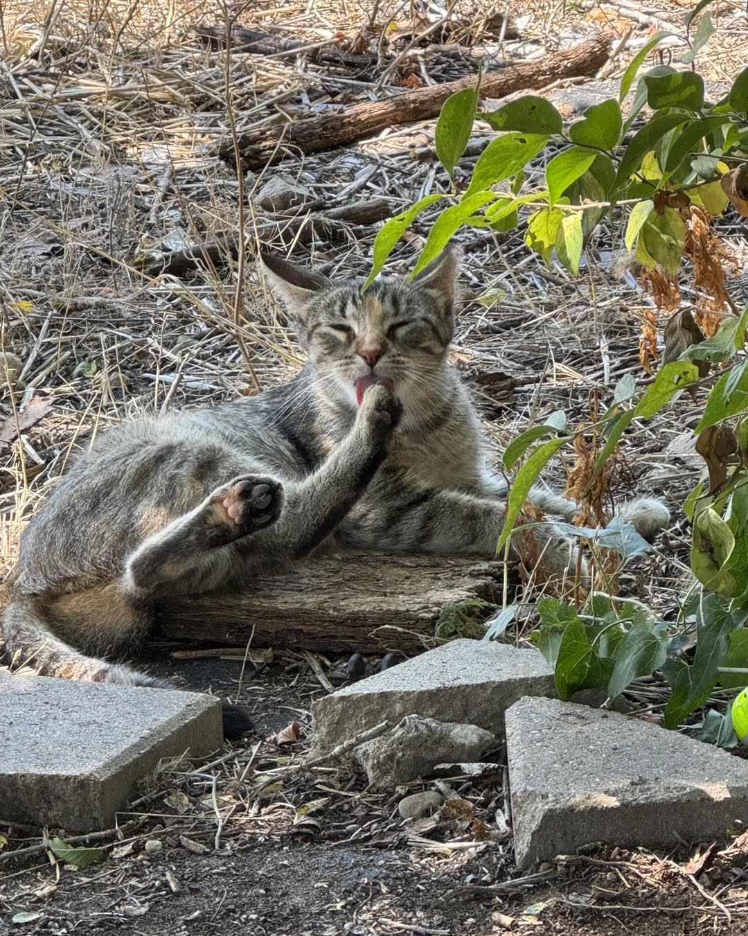 Working barn cat